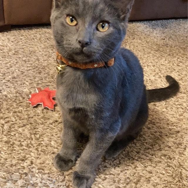 Burnt Orange Southwest Cat Collar