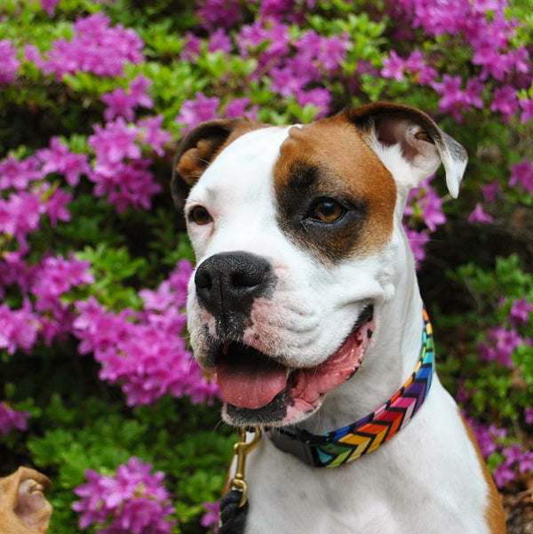 Rainbow Chevron Dog Collar - Handmade by Kira's Pet Shop - Modeled by Boxer dog Cora @dipped.in.white
