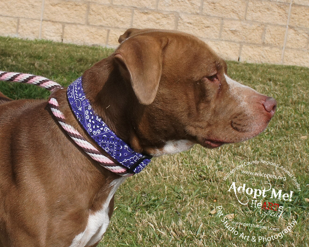 Purple Paisley Bandana Print Dog Collar - Model Photo by Pet Studio Art