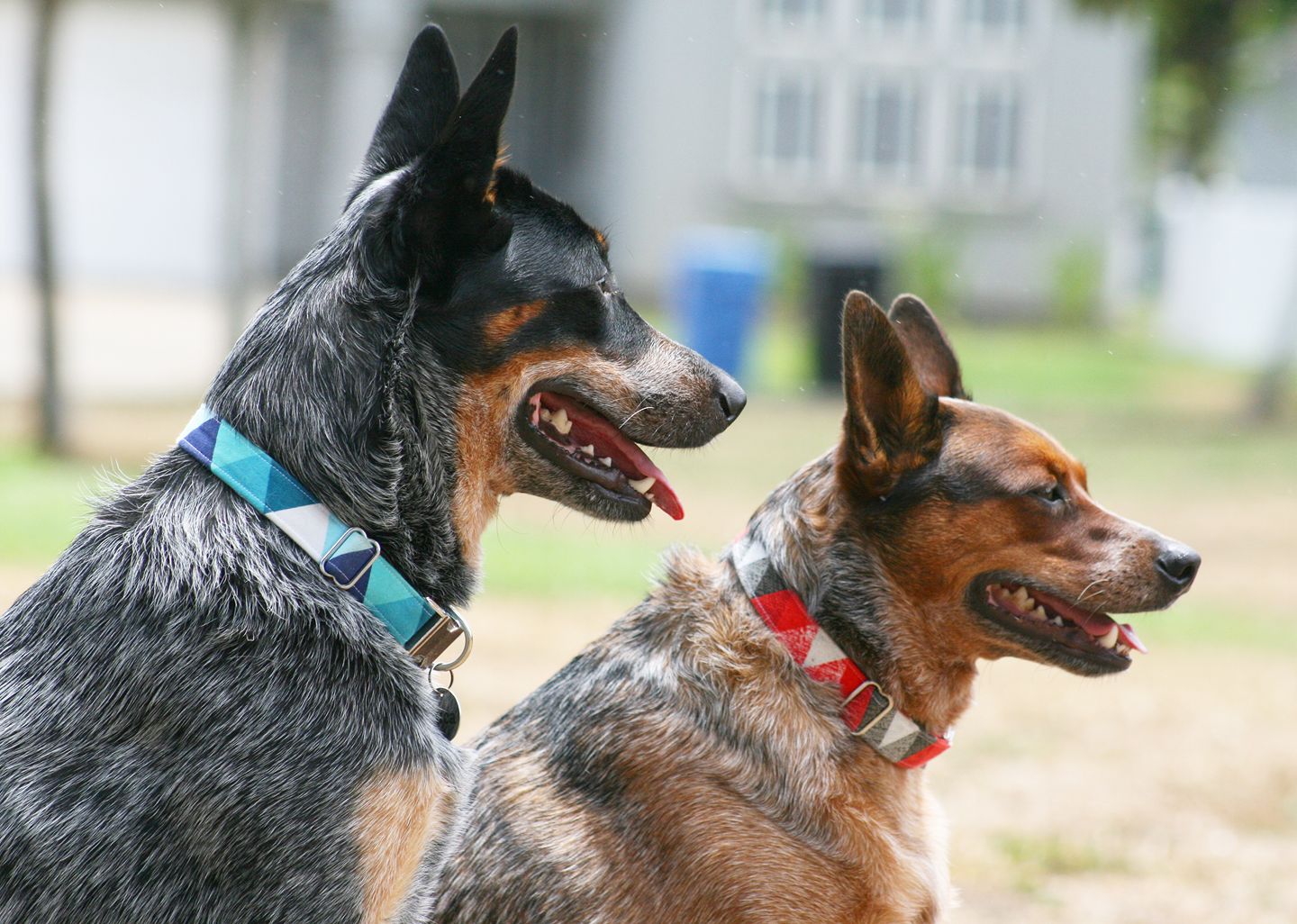 Two Australian Cattle Dogs wearing Kira's Pet Shop collars - both collars are a triangle geometric pattern, one in white and one in red. Photo by @enzo.and.the.pack