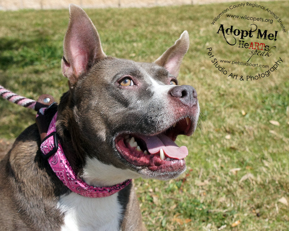 Pink Paisley Bandana Print Dog Collar - Modeled by a pitbull mix & photographed by Pet Studio Art