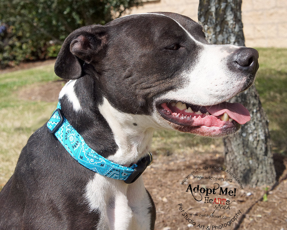 Sky Blue Paisley Bandana Print Dog Collar being modeled on a black & white pitbull mix dog - Photo by Pet Studio Art