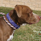 Purple Paisley Bandana Print Dog Collar - Model Photo by Pet Studio Art